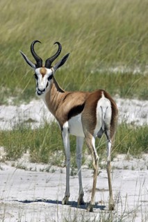 Springbok (Antidorcas marsupialis) portrait, Etosha National Park, Namibia, South Africa, Africa