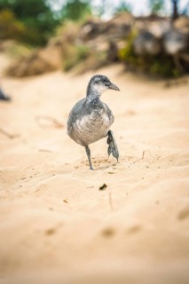 Duck in the National Park, Kennemerland National Park, Zandvoort, Netherlands