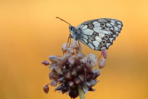 Marbled white (Melanargia galathea) in cold torpor on the flower of rocambole (Allium