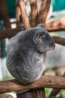 Koala (Phascolarctos cinereus), Lone Pine sanctuary, Brisbane, Queensland, Australia, Oceania