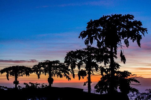 Trees in sunset at sea. Fogo. Cabo Verde. Africa