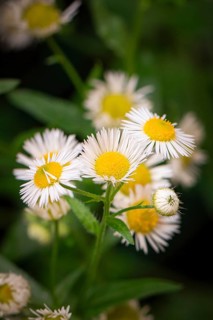 Daisy fleabane (Erigeron annuus), white, flowers close-up, Ternitz, Lower Austria, Austria, Europe