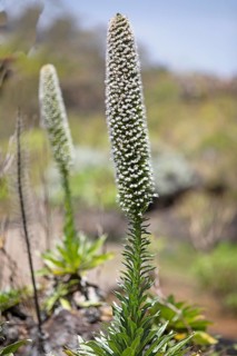 Viper's-bugloss (Echium) in the Botanical Garden Jardin Canario Visitas, Las Palmas, Las Palmas