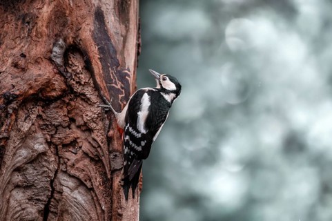 Great spotted woodpecker (Dendrocopos major), hanging from a brown tree trunk on the right side,