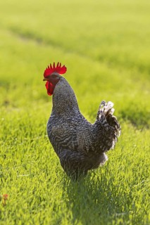 Plymouth Rock chicken, American breed of domestic chickens, free range Barred Rock cock, rooster in