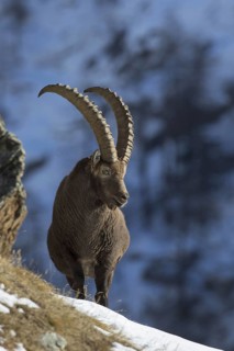 Alpine ibex (Capra ibex) male with large horns foraging on mountain slope in the snow in winter,