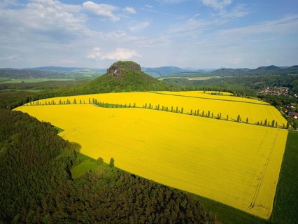 The Lilienstein in a flowering rape field