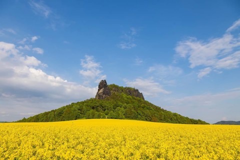 The Lilienstein in a flowering rape field