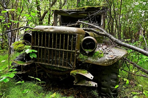 Antique car wreck stands in forest overgrown with plants, Alaska, USA, North America