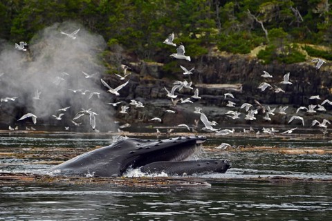 Humpback whale (Megaptera novaeangliae) swims through the sea with its mouth open and eats krill
