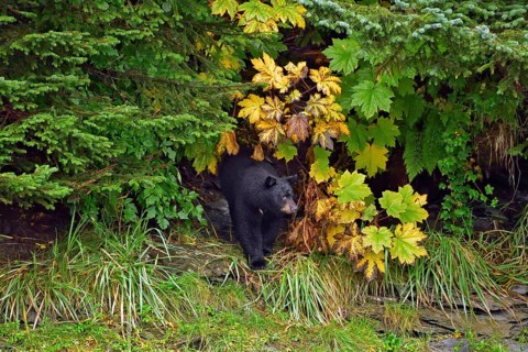 American Black Bear (Ursus americanus) coming out of the forest, rainforest, Prince William Sound,