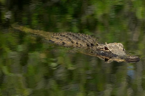 American alligator (Alligator mississippiensis), in a swamp landscape, Everglades National Park,