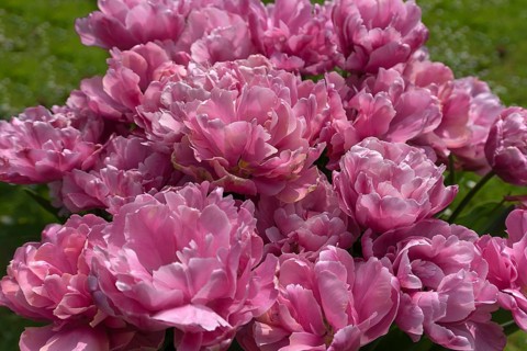 Tulip flowers (Tulipa) in a city park, Lahr, Baden-Württemberg, Germany, Europe