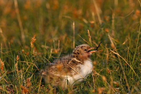 Common Tern (Sterna hirundo), young bird well camouflaged in the salt marsh, jumper, young bird