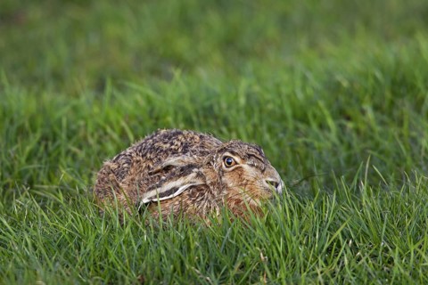 European Brown Hare (Lepus europaeus) lying hidden in meadow with ears flat