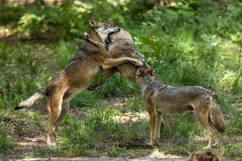 European gray wolf (Canis lupus) Pack behaviour, ranking, Germany, Europe