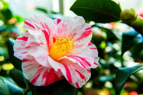 Zuschendorf Country Castle Camellia Show