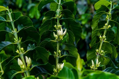 Coffee bushes and beans, Coffee farm Hacienda Venecia, Zona Cafetera, Colombia, South America