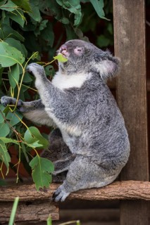 Koala (Phascolarctos cinereus), Lone Pine sanctuary, Brisbane, Queensland, Australia, Oceania