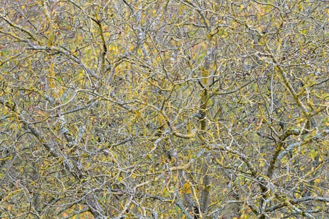 Persian walnut (Juglans regia), tree crown, branches and twigs covered with lichen, Moselle,