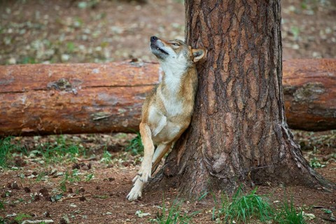 European gray wolf (Canis lupus), scratching on tree in forest, Germany, Europe