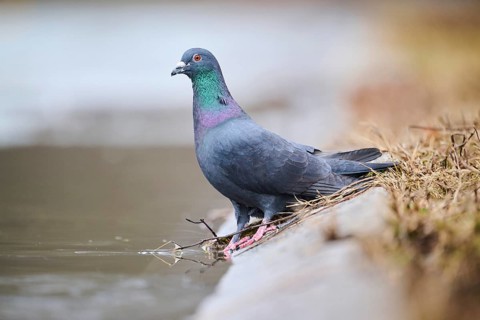Feral pigeon (Columba livia domestica) standing on the shore of a little pont, Bavaria, Germany
