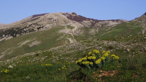 Hilly landscape, rocks, meadow, yellow flowers, Madonie National Park, spring, Sicily, Italy,