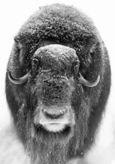 Musk ox (Ovibos moschatus) (C), in the snow at Ranua Wildlife Park, Lapland, Finland, Europe