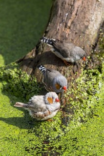 Male and female zebra finches (Taeniopygia guttata) (Poephila guttata) native to Australia coming