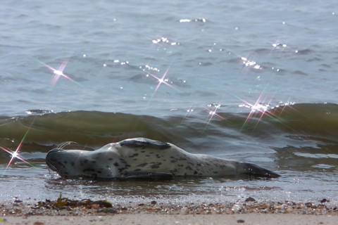Common harbor seal (Phoca vitulina), howler in the surf, juvenile, Lower Saxony Wadden Sea National