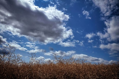 Rape, rape field, withered, grain field, Stuttgart, Baden-Württemberg, Germany, Europe