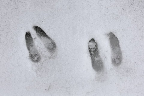 Chamois (Rupicapra rupicapra) close up of footprints in the snow in winter