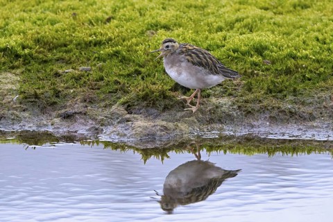 Red phalarope, young grey phalarope (Phalaropus fulicarius) juvenile calling from lake shore in