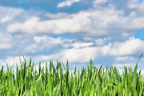 Grainfield with thick grass without ear in early spring with blue sky in background