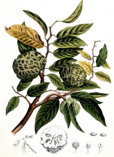 Sugar-apple (Annona squamosa), also called cream apple, sweet sack, sugar apple or cream annone, is