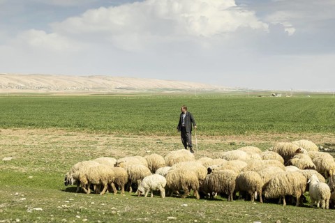 Hirte mit Schafen in der Naehe von Zakho, 08.03.2023