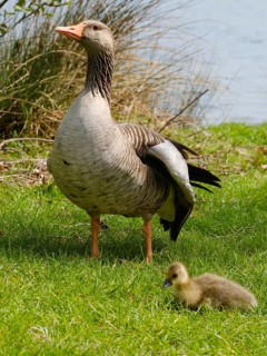 Greylag Goose (Anser anser) with chicks at Lake Vienenburg, Vienenburg, Goslar, Harz, Lower Saxony,