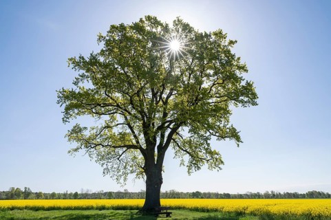 English oak (Quercus robur), solitary standing next to a flowering rape (Brassica napus), backlit