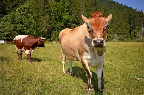 Cows on the Rötelmoosalm in Chiemgau near Ruhpolding, Bavaria, Germany, Europe