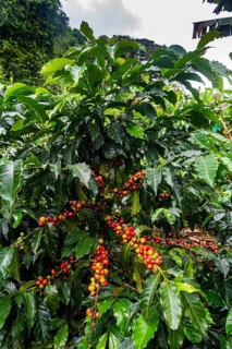 Coffee bushes and beans, Coffee farm Hacienda Venecia, Zona Cafetera, Colombia, South America