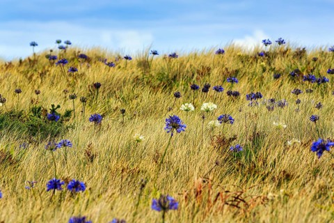 Dune Landscape, Blue and White lilies of the nile (Agapanthus), Love Flowers, Isle of Tresco, Isles