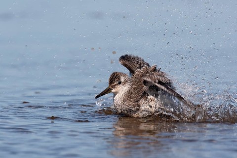 Red knot (Calidris canutus), plumage care in the water, Lower Saxon Wadden Sea National Park, East