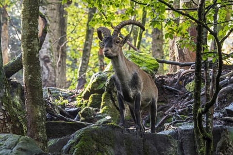 Iberian ibex, Spanish ibex (Capra pyrenaica) male foraging among rocks in forest on mountain slope