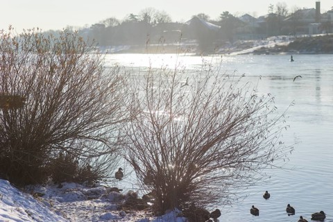White splendour on the banks of the Elbe between Blasewitz and Loschwitz