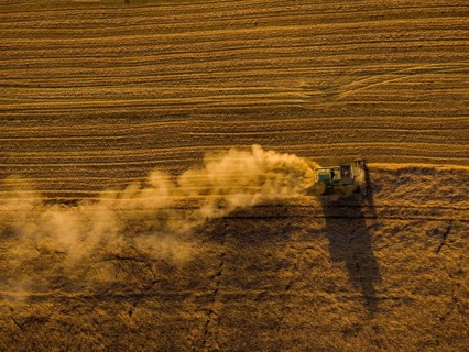 A combine harvester harvests a cereal forest