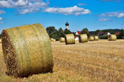Straw bales on a harvested grain field, in the background the village church with onion tower,