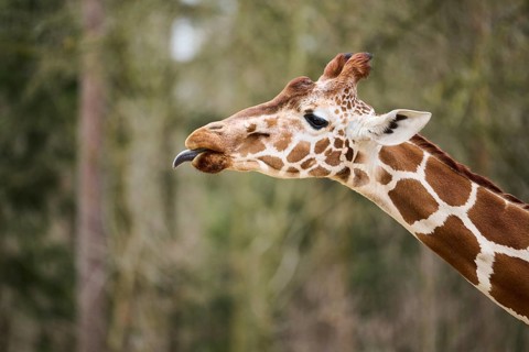 Reticulated giraffe (Giraffa reticulata) portrait, Bavaria, Germany Europe