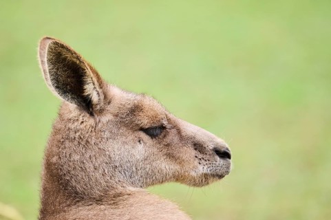 Western grey kangaroo (Macropus fuliginosus), portrait, Germany, Europe