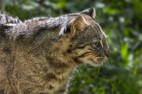 Amur leopard cat, Siberian leopard cat (Prionailurus bengalensis euptilura) subspecies of the