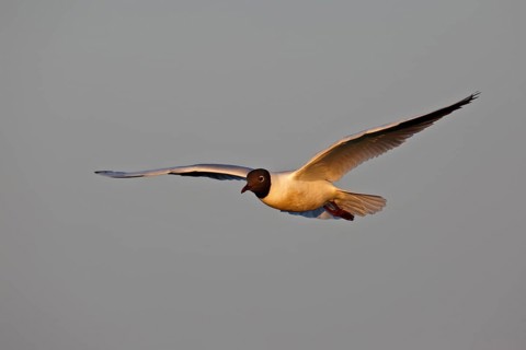 Black-headed Black-headed Gull (Chroicocephalus ridibundus), flight study, individual in flight,